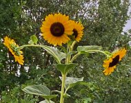 2026-0819 Sonnenblumen im Garten viele.jpg